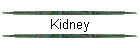 Kidney